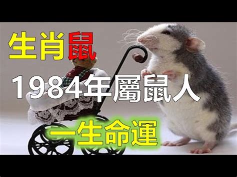 1984鼠五行|84年属鼠什么五行 84年属鼠的五行是属什么